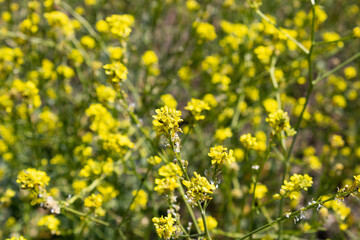 flowering rapeseed field in spring