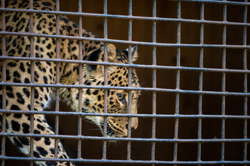 female Far Eastern leopard close-up in an enclosure