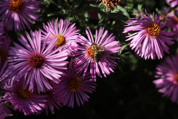 Fototapeta premium a close up of a bee on violet aster flowers in the summer garden 