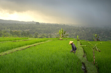 Fototapeta na wymiar Farmer in rice field, Bali Indonesia Southeast Asia