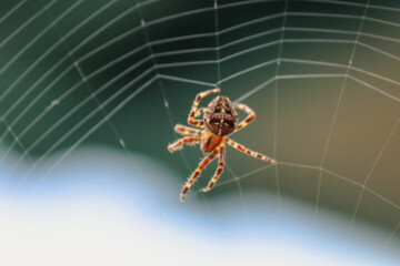 Obraz premium Cross spider is weaving its web