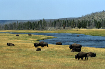 Bison d'Amérique, Geyser, Parc national du Yellowstone, USA,