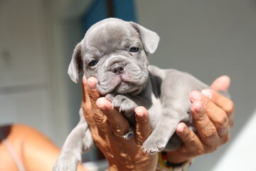 cucciolo bulldogr francese esotico