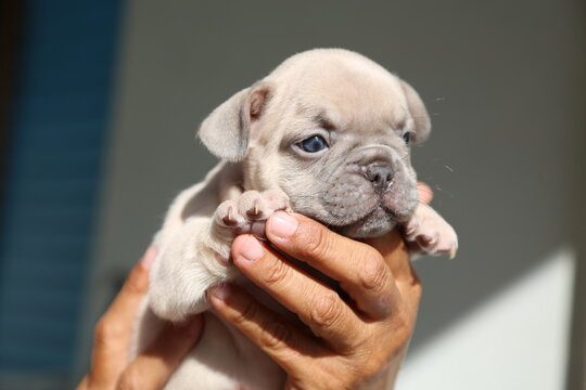 cucciolo bulldogr francese esotico