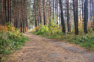 path in autumn forest