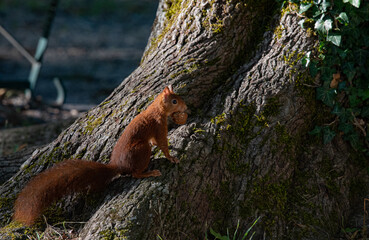 écureuil avec sa noix dans la bouche 