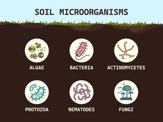 Soil biology. Soil microorganisms bacteria, fungi, algae, protozoa, nematodes, actinomycetes. Microbiology. Vector flat illustration