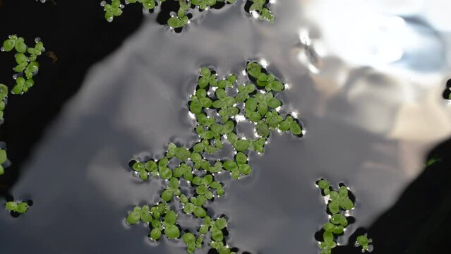 Tiny guppies are swimming in small pond in the park, surrounded by aquatic plants. Organic pattern of spreading aquatic weeds. Reflection of sky and sun.
