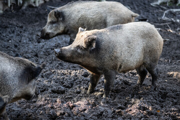 wild boars fighting for tasty apples close-up