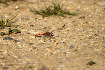 Libelle auf Feldweg 