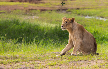 Gir Life Of Wildlife