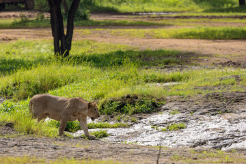 Gir Life Of Wildlife