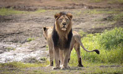 Gir Life Of Wildlife