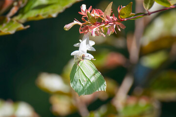 Common brimstone butterfly (Gonepteryx rhamni) sitting on white flower in Zurich, Switzerland