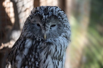 beautiful gray owl close-up in a cozy pavilion