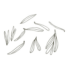 Olive leaves. Vector illustration on a white background.