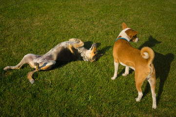gorgeous basenji dog male standing  on green lawn while other mixed breed female dog  lying with obey near