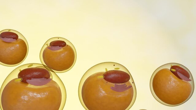 Adipocytes, also known as lipocytes and fat cells. Isolated white adipose cells 3d rendering