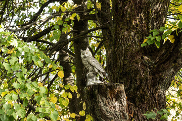 gray owl marking in the forest close-up in natural conditions on an autumn day