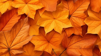 Naklejka na ściany i meble Colorful autumn leaves on a background