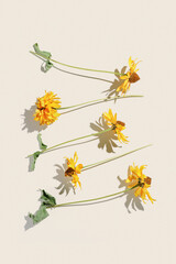 Floral Autumn composition dried yellow flowers Cosmos at sunlight on beige background. Autumn, fall concept, season nature still life, dry blooming flowers, minimal flat lay pattern monochrome