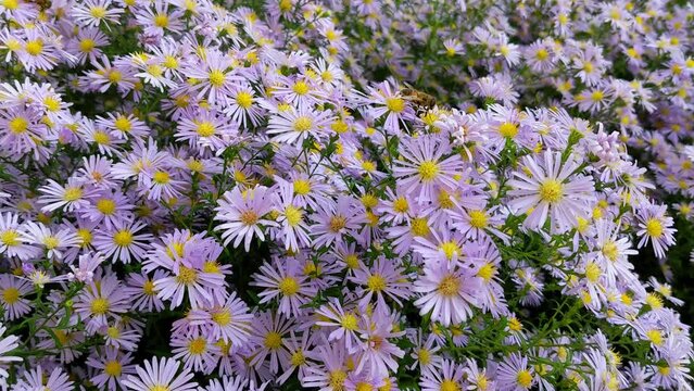 Syrphidae hoverflies - a family of flies pollinate, collect nectar from the bushes of Astra Tatar Aster tataricus close-up in nature
