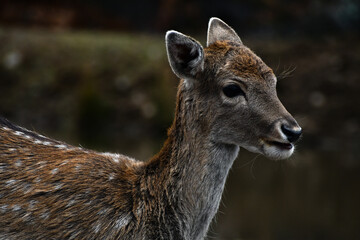 Portrait d'une biche dans la nature