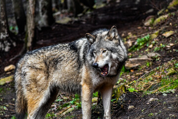 Fototapeta premium Loup magnifique dans la nature