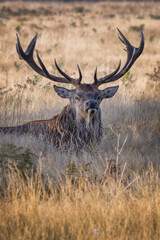 Adult male deer a mighty impressive beast