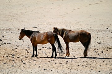 Wilde horses in the vast Namibia desert near Garub