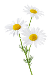 Chamomile flower isolated on white or transparent background. Camomile medicinal plant, herbal medicine. Bunch of chamomile flowers with green stem and leaves. - obrazy, fototapety, plakaty