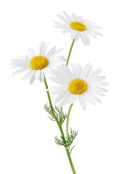 Chamomile flower isolated on white or transparent background. Camomile medicinal plant, herbal medicine. Bunch of chamomile flowers with green stem and leaves.