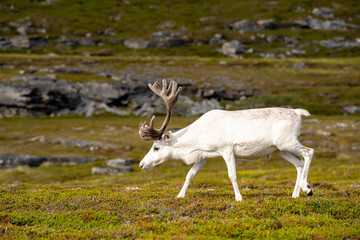 Rentier , Reindeer , Rensdyr , Reinsdyr