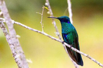 Colibri Coruscans-Sparkling Violetear  © Santiago