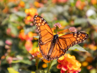 monarch butterfly on flower