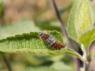 caterpillar on leaf