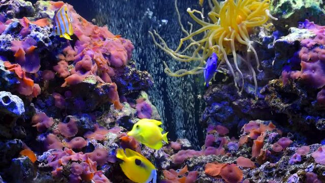 Floating exotic fluorescent fishes on the reef coral background. Aquatic scene. Water, fish, small, animal, ocean, sea, nature, colorful, color, aqua, deep, zoo, close up, real time, hd. ProRes 422 HQ