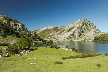 A large open panoramic of the mountainside meadows of Lagos de Covadonga in Spain. The green grass fields and vast mountain ranges making this landscape bright and sunny. Asturias España.