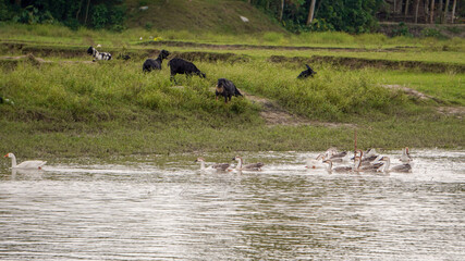 livestock are grazing in nature.