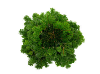 Christmas decoration, fir tree branch wreath isolated on white transparent, PNG. 