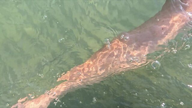 Nuotare nuoto in mare aperto