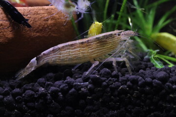 Brown Atya gabonensis It has many common names, including African fan African filter  African giant  vampire  blue rhino  Gabon  and Cameroon fan shrimp with copy space