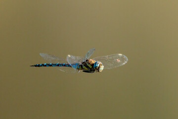 Blue dragonfly photographed in flight.