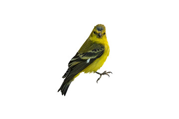 Lesser Goldfinch (Carduelis psaltria) Photo, on a Transparent Background - 655968450