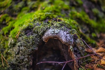 moss on a tree in the forest
