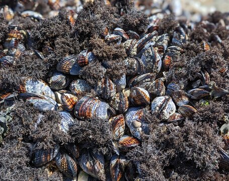 California mussels on the rocky shores of Half Moon Bay 