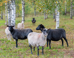Happy sheep grazing