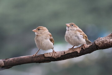juvenile sparrow pair on a tree branch