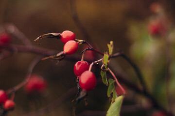 Close-up of rosehip berries on branches with raindrops.Natural autumn landscape.Selective focus with shallow depth of field.