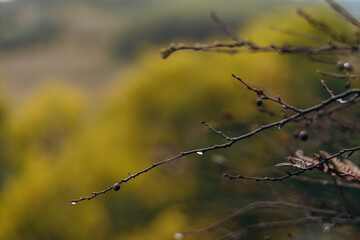 Close-up of bare tree branches with raindrops.Autumn natural background.Selective focus with shallow depth of field.